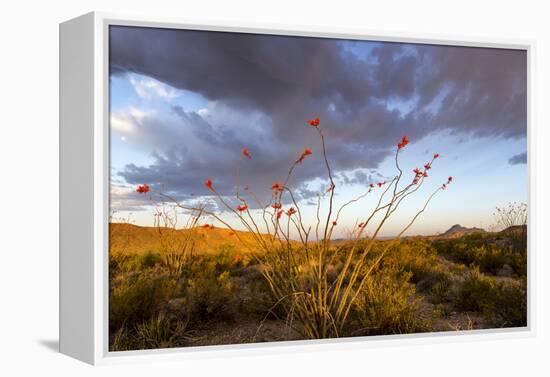 Ocotillo in Bloom at Sunrise in Big Bend National Park, Texas, Usa-Chuck Haney-Framed Premier Image Canvas