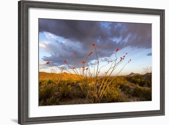 Ocotillo in Bloom at Sunrise in Big Bend National Park, Texas, Usa-Chuck Haney-Framed Photographic Print