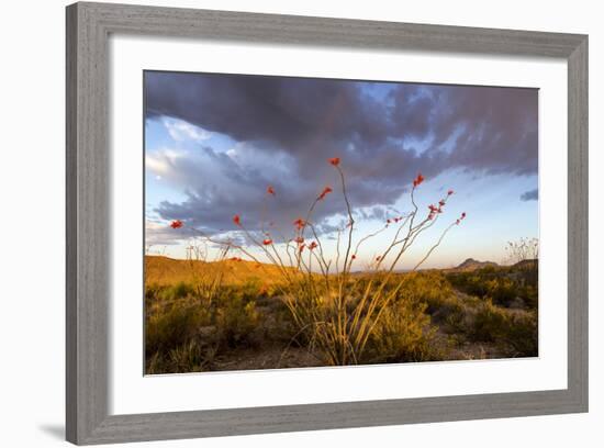 Ocotillo in Bloom at Sunrise in Big Bend National Park, Texas, Usa-Chuck Haney-Framed Photographic Print