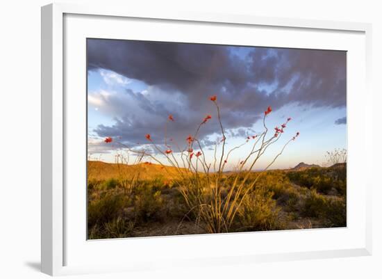 Ocotillo in Bloom at Sunrise in Big Bend National Park, Texas, Usa-Chuck Haney-Framed Photographic Print