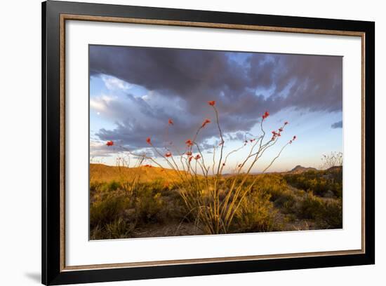 Ocotillo in Bloom at Sunrise in Big Bend National Park, Texas, Usa-Chuck Haney-Framed Photographic Print