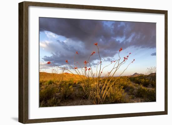 Ocotillo in Bloom at Sunrise in Big Bend National Park, Texas, Usa-Chuck Haney-Framed Photographic Print