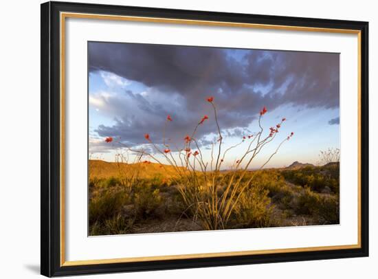 Ocotillo in Bloom at Sunrise in Big Bend National Park, Texas, Usa-Chuck Haney-Framed Photographic Print