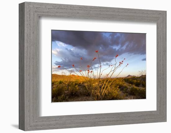 Ocotillo in Bloom at Sunrise in Big Bend National Park, Texas, Usa-Chuck Haney-Framed Photographic Print