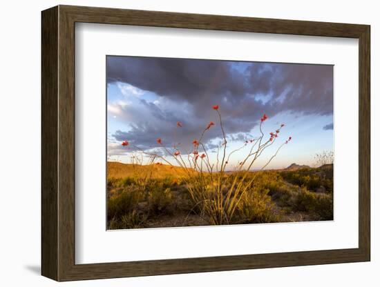 Ocotillo in Bloom at Sunrise in Big Bend National Park, Texas, Usa-Chuck Haney-Framed Photographic Print