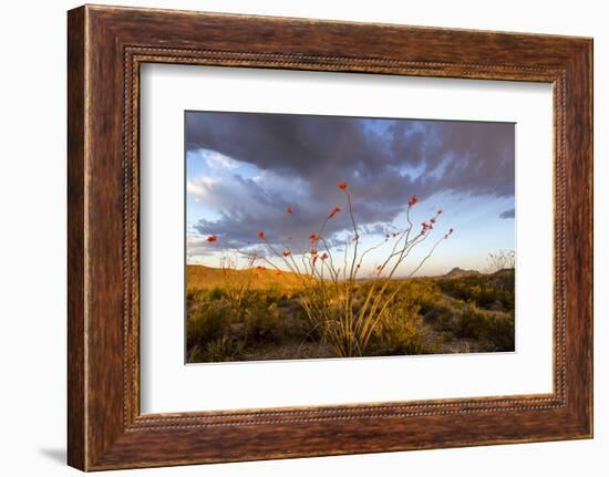 Ocotillo in Bloom at Sunrise in Big Bend National Park, Texas, Usa-Chuck Haney-Framed Photographic Print