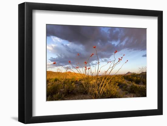 Ocotillo in Bloom at Sunrise in Big Bend National Park, Texas, Usa-Chuck Haney-Framed Photographic Print