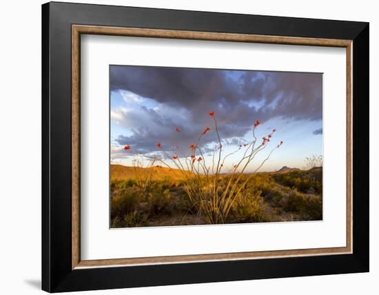 Ocotillo in Bloom at Sunrise in Big Bend National Park, Texas, Usa-Chuck Haney-Framed Photographic Print