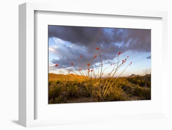 Ocotillo in Bloom at Sunrise in Big Bend National Park, Texas, Usa-Chuck Haney-Framed Photographic Print