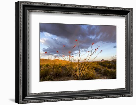 Ocotillo in Bloom at Sunrise in Big Bend National Park, Texas, Usa-Chuck Haney-Framed Photographic Print