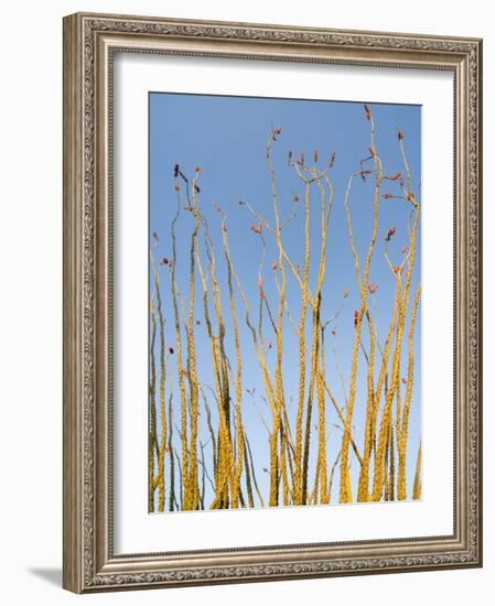 Ocotillo in Flower. Organ Pipe Cactus National Monument, Arizona, USA-Philippe Clement-Framed Photographic Print