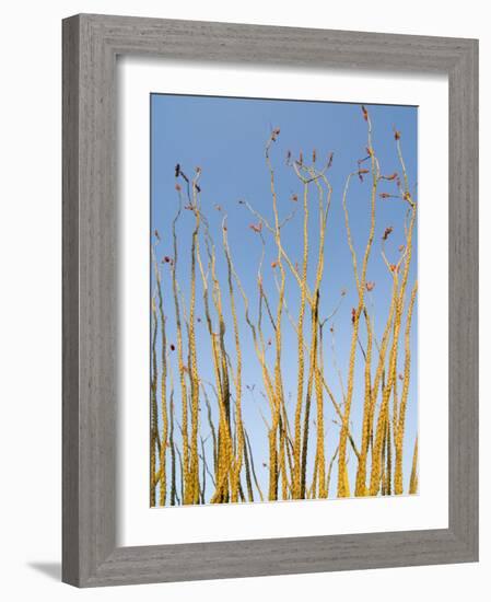 Ocotillo in Flower. Organ Pipe Cactus National Monument, Arizona, USA-Philippe Clement-Framed Photographic Print