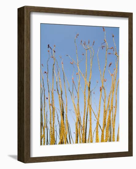 Ocotillo in Flower. Organ Pipe Cactus National Monument, Arizona, USA-Philippe Clement-Framed Photographic Print