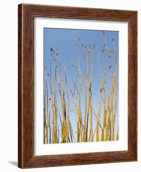 Ocotillo in Flower. Organ Pipe Cactus National Monument, Arizona, USA-Philippe Clement-Framed Photographic Print