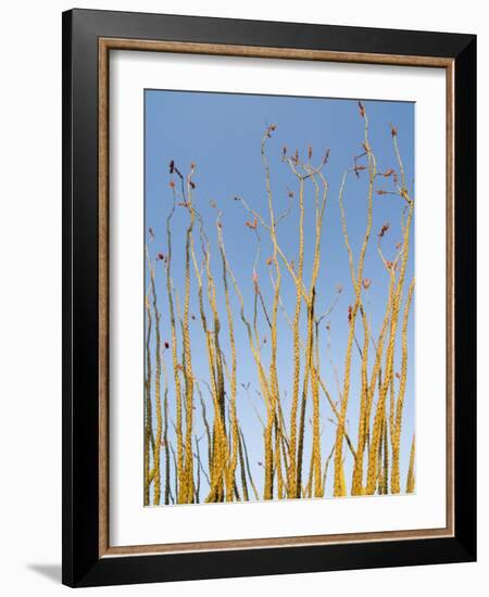 Ocotillo in Flower. Organ Pipe Cactus National Monument, Arizona, USA-Philippe Clement-Framed Photographic Print