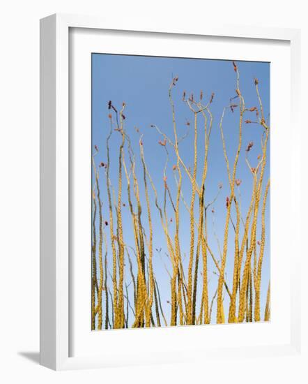 Ocotillo in Flower. Organ Pipe Cactus National Monument, Arizona, USA-Philippe Clement-Framed Photographic Print