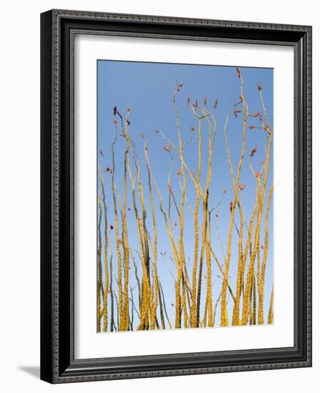 Ocotillo in Flower. Organ Pipe Cactus National Monument, Arizona, USA-Philippe Clement-Framed Photographic Print