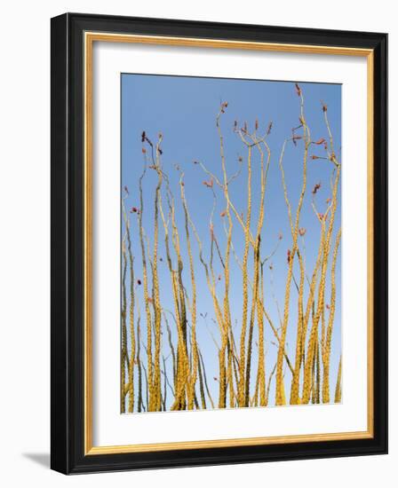 Ocotillo in Flower. Organ Pipe Cactus National Monument, Arizona, USA-Philippe Clement-Framed Photographic Print