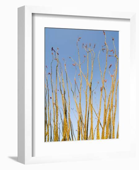 Ocotillo in Flower. Organ Pipe Cactus National Monument, Arizona, USA-Philippe Clement-Framed Photographic Print