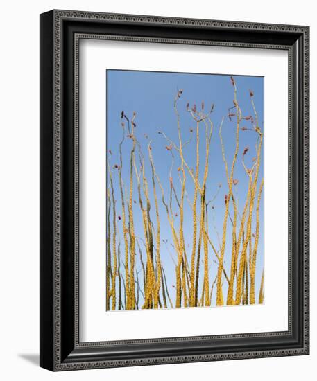 Ocotillo in Flower. Organ Pipe Cactus National Monument, Arizona, USA-Philippe Clement-Framed Photographic Print