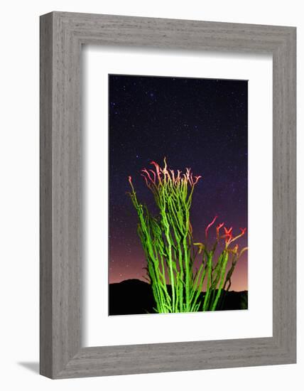 Ocotillo under the Milky Way, Anza-Borrego Desert State Park, California, USA-Russ Bishop-Framed Photographic Print