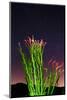 Ocotillo under the Milky Way, Anza-Borrego Desert State Park, California, USA-Russ Bishop-Mounted Photographic Print