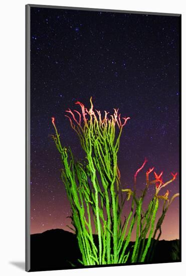 Ocotillo under the Milky Way, Anza-Borrego Desert State Park, California, USA-Russ Bishop-Mounted Photographic Print