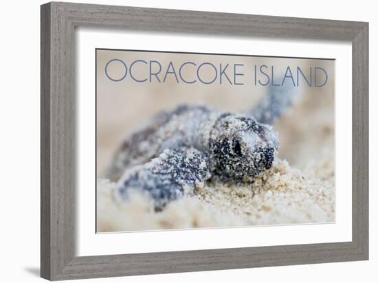 Ocracoke Island, North Carolina - Hawksbill Turtle Hatching-Lantern Press-Framed Art Print