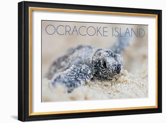 Ocracoke Island, North Carolina - Hawksbill Turtle Hatching-Lantern Press-Framed Art Print