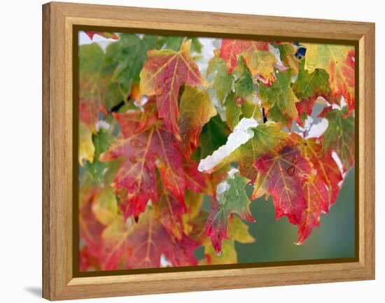 October Snow-Michael Dwyer-Framed Premier Image Canvas