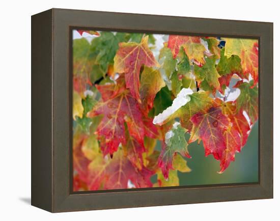 October Snow-Michael Dwyer-Framed Premier Image Canvas