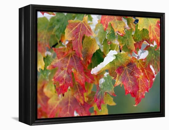 October Snow-Michael Dwyer-Framed Premier Image Canvas