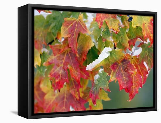 October Snow-Michael Dwyer-Framed Premier Image Canvas