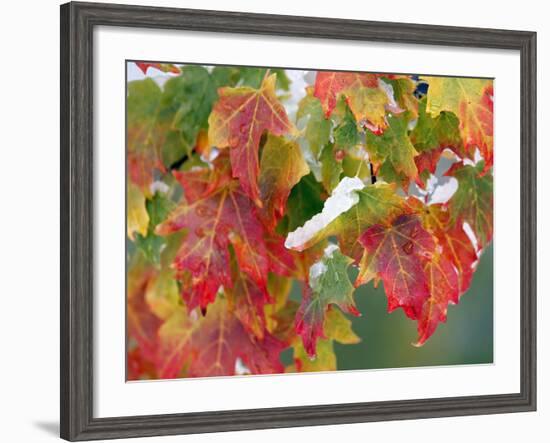 October Snow-Michael Dwyer-Framed Photographic Print