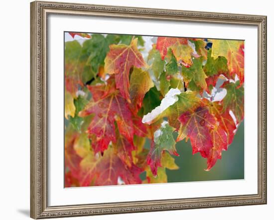 October Snow-Michael Dwyer-Framed Photographic Print