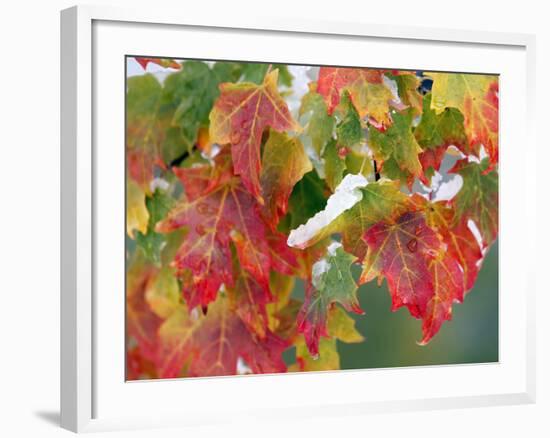 October Snow-Michael Dwyer-Framed Photographic Print