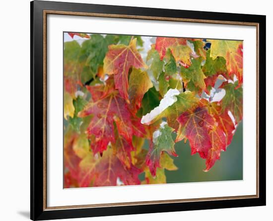 October Snow-Michael Dwyer-Framed Photographic Print