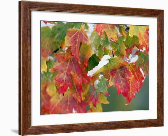 October Snow-Michael Dwyer-Framed Photographic Print