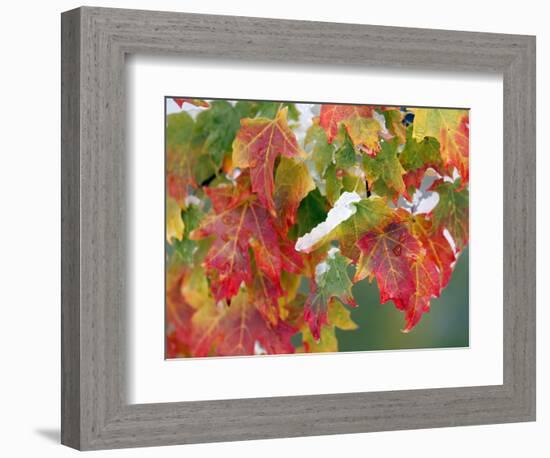 October Snow-Michael Dwyer-Framed Photographic Print