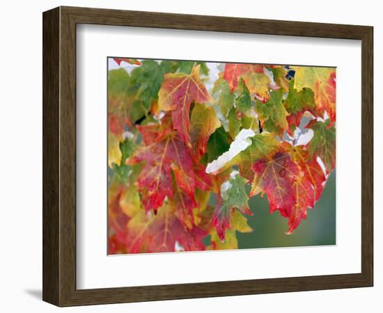 October Snow-Michael Dwyer-Framed Photographic Print