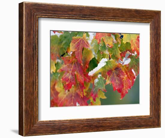 October Snow-Michael Dwyer-Framed Photographic Print