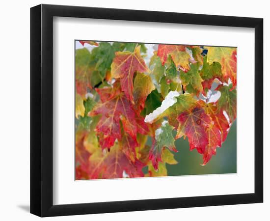 October Snow-Michael Dwyer-Framed Photographic Print