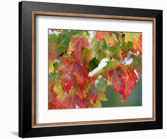 October Snow-Michael Dwyer-Framed Photographic Print