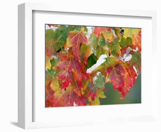 October Snow-Michael Dwyer-Framed Photographic Print