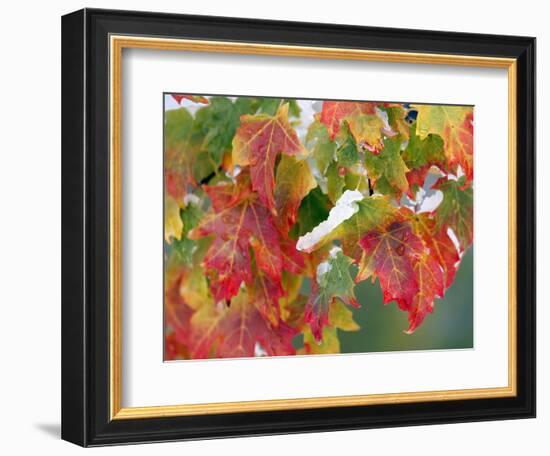 October Snow-Michael Dwyer-Framed Photographic Print