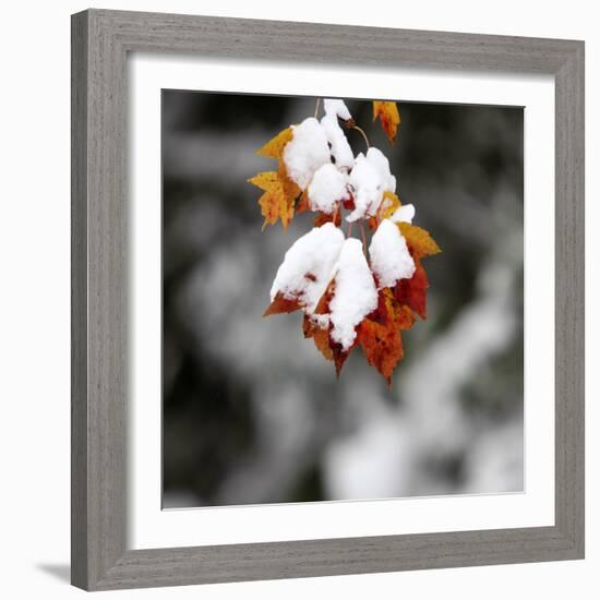 October Snow-Pat Wellenbach-Framed Photographic Print