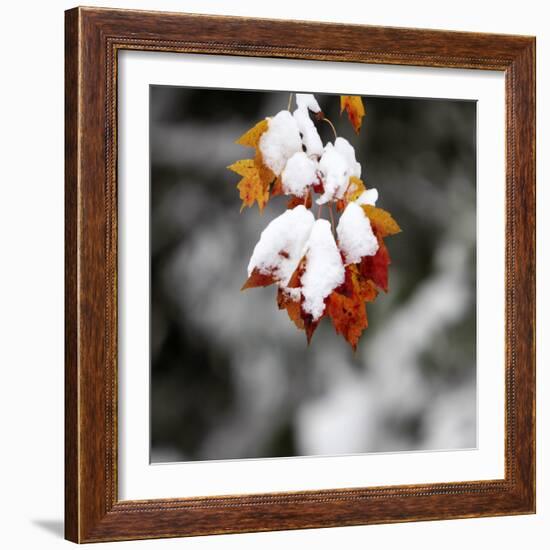 October Snow-Pat Wellenbach-Framed Photographic Print