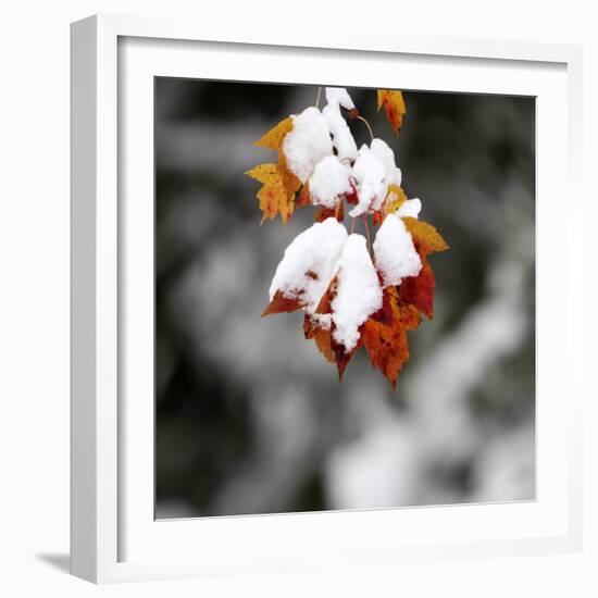 October Snow-Pat Wellenbach-Framed Photographic Print
