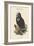 Octogyps Calvus - Black Vulture-John Gould-Framed Art Print
