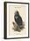 Octogyps Calvus - Black Vulture-John Gould-Framed Art Print